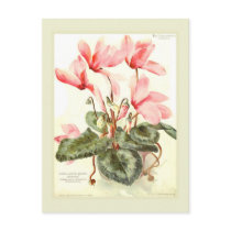 Cyclamen Postcard