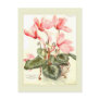 Cyclamen Postcard