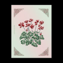 Cyclamen Postcard