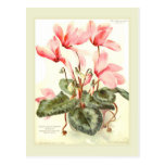 Cyclamen Postcard