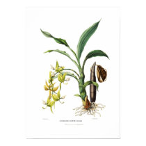 Ventricosum de Cycnoches par Mlle Drake posters by Botany_Boy Ventricosum de Cycnoches par Mlle Drake posters