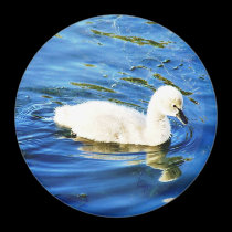 Cygnet magnets