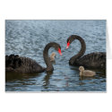 Cygnets on the moat of Markenfield Hall, Ripon, UK cards