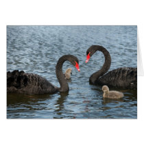 Cygnets on the moat of Markenfield Hall, Ripon, UK cards