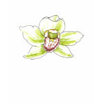 Cymbidium Blossom t-shirts