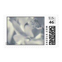 Cymbidium Orchid, blue white USA Postage USPS-appr