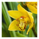 Cymbidium Orchid  Card / Invitation