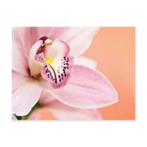 Cymbidium Orchid Postcard