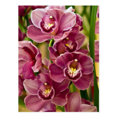 Cymbidium Orchid Postcard