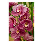 Cymbidium Orchid style=border:0;