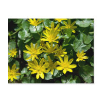 Cynara cardunculus postcards by EManglFlowers Cynara cardunculus postcards