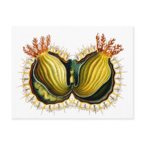 Cynthia melocactus, Ernst Haeckel Postcard