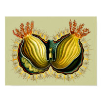 Cynthia melocactus, Ernst Haeckel posters
