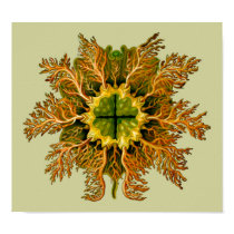 Cynthia melocactus, Ernst Haeckel posters