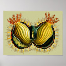 Cynthia melocactus, Ernst Haeckel Print