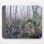 Cypress Hammock Everglades Florida