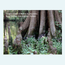 Cypress Knees Postcard postcards