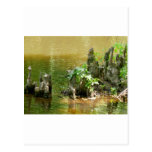 Cypress Knees postcards