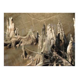 Cypress Knees print