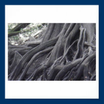 cypress posters