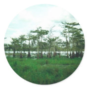 Cypress Sentries Sticker sticker