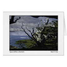 Cypress Skeleton on Point Lobos Greeting Card