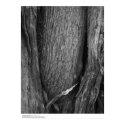 Cypress Tree Bark, UC Santa Cruz, 1963 posters by ucrcmp Cypress Tree Bark, UC Santa Cruz, 1963 posters