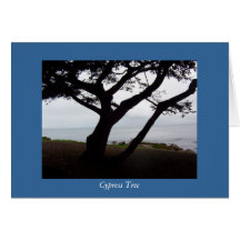 Cypress Tree Cards
