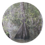 Cypress Trees Sticker