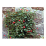 Cypress Vine (Ipomoea Quamoclit) flowers Post Cards