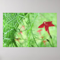 Cypress Vines | Star Glory Poster Prints posters