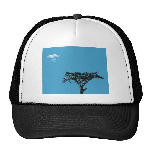 Cypress with cloud trucker hat
