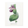 Cypripedium macranthos post cards