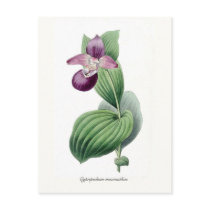 Cypripedium macranthos postcards