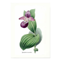 Macranthos de Cypripedium posters by Botany_Boy Macranthos de Cypripedium posters