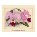 "Cypripedium Stonei", Linden Orchid posters