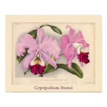 "Cypripedium Stonei", Linden Orchid posters by botanicalblooms "Cypripedium Stonei", Linden Orchid posters