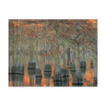 cyprus trees postcards by BCONK12 cyprus trees postcards