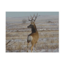D0020 Mule Deer Buck in Snow postcard