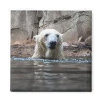 Da bear magnets