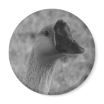 da goose magnets
