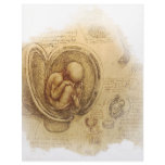 da Vinci - Embryo Sketch letterhead