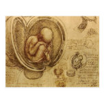 da Vinci - Embryo Sketch Post Card