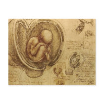 da Vinci - Embryo Sketch Post Card
