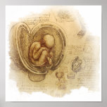 da Vinci - Embryo Sketch posters