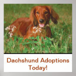 Dachshund Adoptions Today Poster