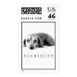 Dachshund Black & White Postage Stamps