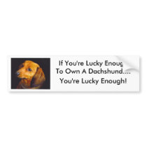 Dachshund Bumper Sticker bumper stickers by classymis Dachshund Bumper Sticker bumper stickers
