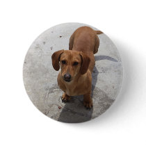 Dachshund Buttons