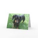 Dachshund cards